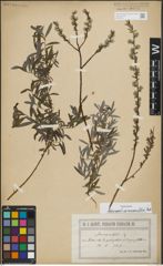 Foto von Salix repens subsp. rosmarinifolia (L.) Andersson
